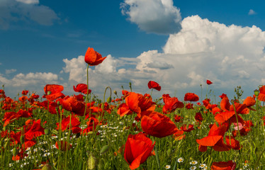 Obraz premium Piękny krajobraz makowy z chmurami i niebieskim niebem