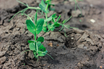 Green plant in soil on my back yard. Grow eco plants