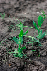 Green plant in soil on my back yard. Grow eco plants