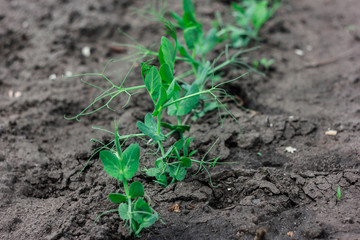 Green plant in soil on my back yard. Grow eco plants