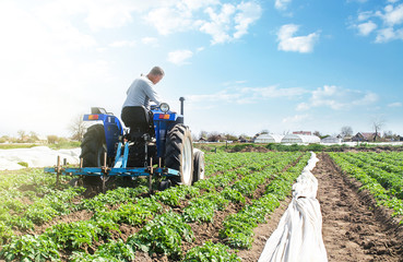 A farmer drives a tractor across the potato plantation field. Improving quality of ground to allow...