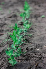Green plant in soil on my back yard. Grow eco plants