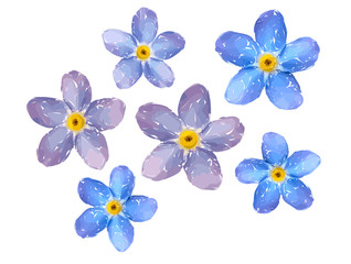 Fototapeta na wymiar Forget me not flower isolated on white background. Blue and pink bloom. Illustration. 