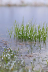 Obraz premium water with frost and green grass