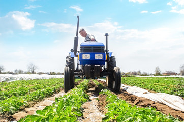 A farmer drives a tractor through the rows of a potato plantation. Improving quality of ground to...