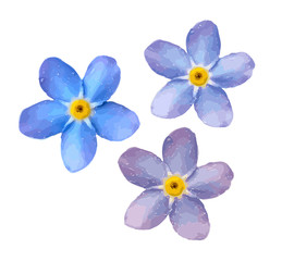 Fototapeta na wymiar Forget me not flower isolated on white background. Blue and pink bloom. Vector illustration. 