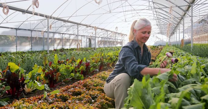 Senior woman smiling picking vegetables turnips in organic greenhouse