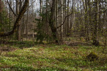 Spring forest meadow with white snowdrops