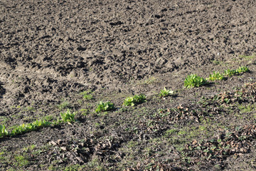 organic sorrel growing outdoor