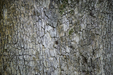 old wood texture, wood patterns