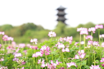 Obraz premium 蓮華