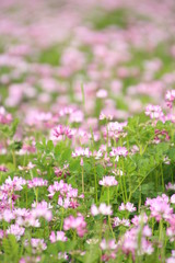 Obraz premium 蓮華