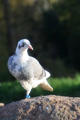 Dumny gołąb