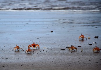 Ghost crabs, Ocypodinae,  on sea shore with small waves in background and copy space at top.