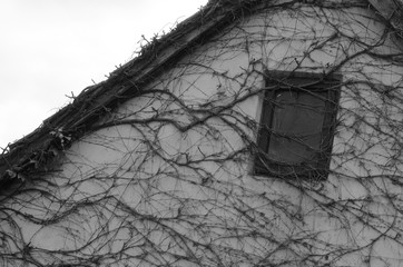 Stara okiennica porośnięta bluszczem