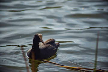 a black wild duck in the middle of a pond