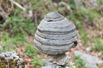 Tinder Fungus placed on stones