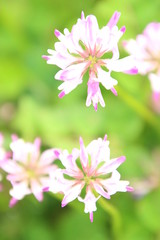 Obraz premium 蓮華