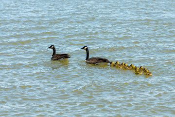 Canadian geese with goslings on the river