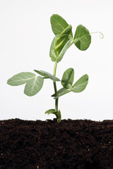 Germination pea sprout in soil