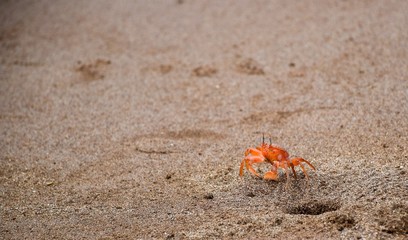 Single ghost crab, Ocypodinae, in lower right corner on sand at beach with copy space on left and above.