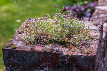 wild flowers on the wall