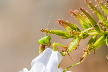 Close up of a Praying mantis