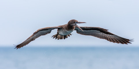 Juvenile Northern gannet  flying  over mediterranean sea
