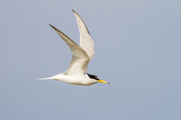Little tern flying and fishing over mediterranean sea