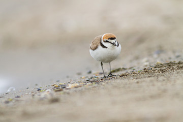 Kentish plover standing on the shore