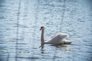 beautiful white swan swims in the lake in early spring in sunny weather