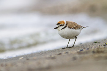 Kentish plover standing on the shore