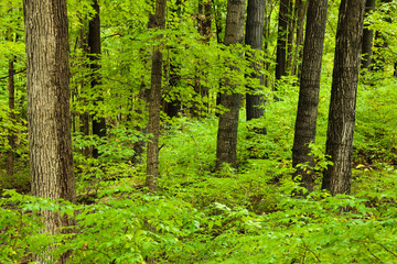 Fototapeta na wymiar A hillside of maples within the Pike Lake Unit, Kettle Moraine State Forest, Hartford, Wisconsin, following a mid-September morning rain. The tree trunks contrast sharply with the understory vegetati
