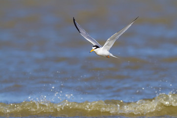 Little tern flying and fishing over mediterranean sea