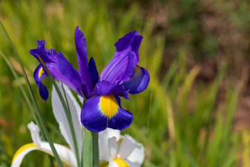 purple iris flower in the UK Spring