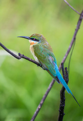 Lovely Blue tailed bee-eater (Merops philippinus) perching