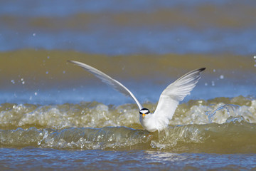Little tern flying and fishing over mediterranean sea