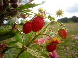 Wild strawberries and flowers bouquet