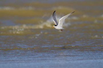 Little tern flying and fishing over mediterranean sea