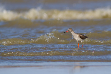 Common redshank  fishing  in mediterranean sea