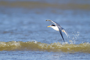 Little tern flying and fishing over mediterranean sea