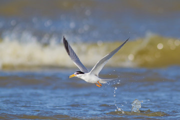 Little tern flying and fishing over mediterranean sea