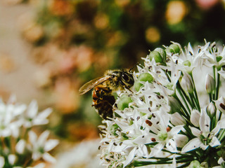 wasp on the flower