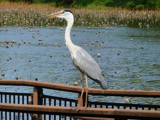 公園の池の柵に留まるアオサギ
