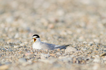Little tern calling during mating season