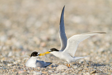 Little tern offering a fish during nesting season