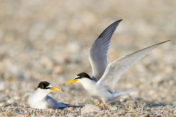Little tern offering a fish during nesting season