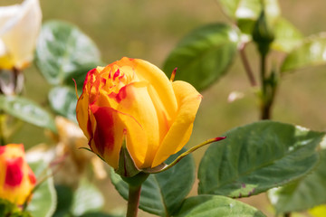Obraz premium yellow hybrid tea rose in garden