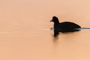 Eurasion coot swimming on a pond at dawn