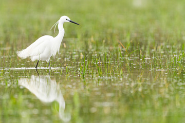 Little egret searching for food in a marsh